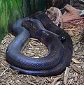 Bismarck-Ringpython (Bothrochilus boa)