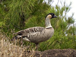 <span class="mw-page-title-main">Nene (bird)</span> Species of bird