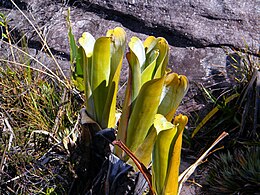 Brocchinia reducta