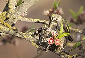 Anna's Hummingbird