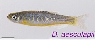 <span class="mw-page-title-main">Panther danio</span> Species of fish