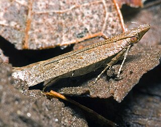 Gelechiidae Family of moths