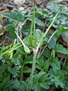 Erodium moschatum-4.jpg