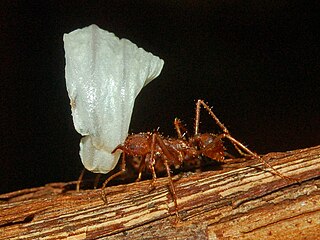 <i>Atta mexicana</i> Species of ant