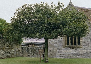 Heilige Meidoorn, Glastonbury Abdij, zomer 1984. Gestorven in 1991.