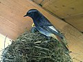 Male at nest; Germany