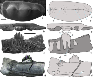 <i>Sangarotherium</i> Extinct genus of mammals