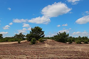 40. Platz: J.-H. Janßen mit Waldkiefern am Westrand der Lieberoser Wüste innerhalb der Lieberoser Heide in der Nähe von Lieberose, Landkreis Dahme-Spreewald