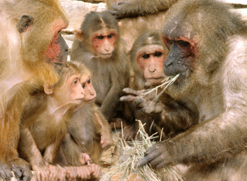 An alpha male stump-tailed macaque eats as other members of his troop watches