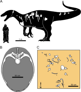 <i>Maip</i> Genus of megaraptoran dinosaurs