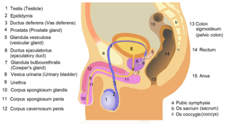 <span class="mw-page-title-main">Seminal vesicles</span> Pair of simple tubular glands