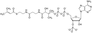 <span class="mw-page-title-main">3-Methylcrotonyl-CoA carboxylase deficiency</span> Medical condition