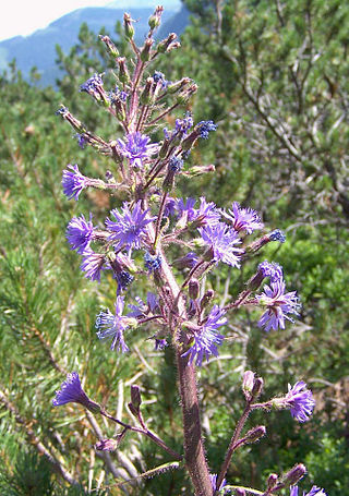 <i>Cicerbita</i> Genus of flowering plants