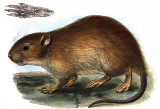 <span class="mw-page-title-main">Short-tailed bandicoot rat</span> Species of rodent