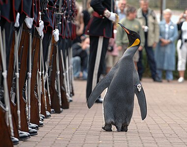 Nils Olav