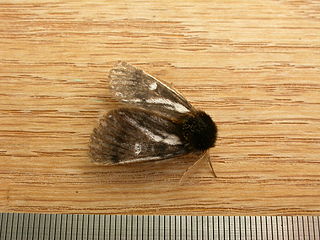 <i>Ochrogaster lunifer</i> Species of moth