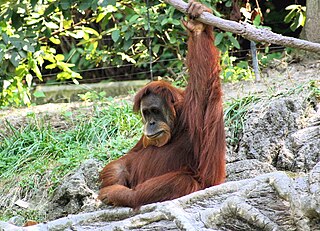 <span class="mw-page-title-main">Endangerment of orangutans</span>