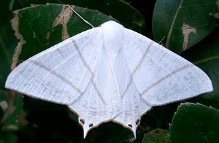 <span class="mw-page-title-main">Ennominae</span> Subfamily of the geometer moths