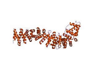 CTNNBIP1 Protein-coding gene in the species Homo sapiens