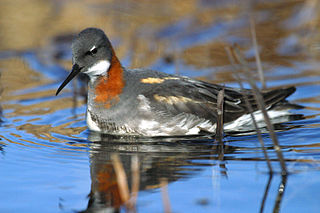 <span class="mw-page-title-main">Phalarope</span> Genus of birds