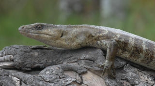 <span class="mw-page-title-main">Terror skink</span> Species of lizard