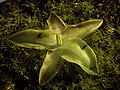 Pinguicula vulgaris plant