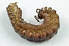 Polydesmus cf. complanatus (Bandfüßer) [D]