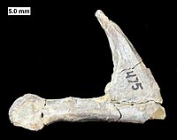 The tooth plate of a ptyctodontid placoderm from the Milwaukee Formation.