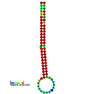 mir-30 microRNA precursor