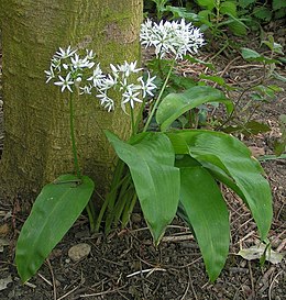 Meškinis česnakas (Allium ursinum)