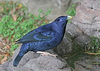 <span class="mw-page-title-main">Bowerbird</span> Family of birds