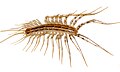Image 33The house centipede Scutigera coleoptrata has rigid sclerites on each body segment. Supple chitin holds the sclerites together and connects the segments flexibly. Similar chitin connects the joints in the legs. Sclerotised tubular leg segments house the leg muscles, their nerves and attachments, leaving room for the passage of blood to and from the hemocoel (from Arthropod exoskeleton)