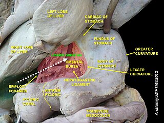 Lesser omentum