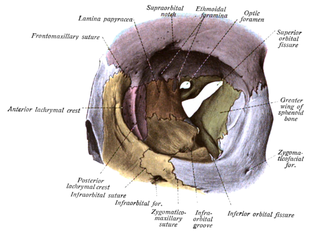 Superior orbital fissure