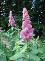 Spiraea douglasii