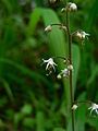 Squak Mountain State Park