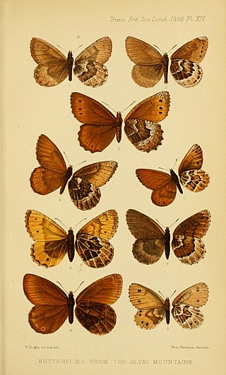 <i>Oeneis bore</i> Species of butterfly