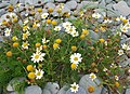 Hálshvít baldursbrá (Tripleurospermum Maritimum)