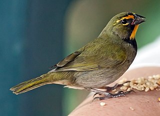 <span class="mw-page-title-main">Yellow-faced grassquit</span> Species of bird