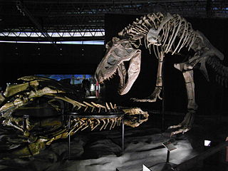 <i>Zhuchengtyrannus</i> Tyrannosaurid theropod dinosaur genus from Late Cretaceous period