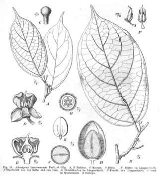 <span class="mw-page-title-main">Huaceae</span> Family of flowering plants