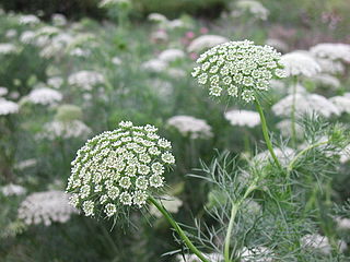 <i>Visnaga daucoides</i> Species of plant