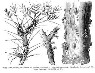 <i>Apodanthes</i> Genus of Apodanthaceae plants