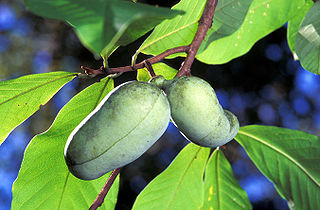 <i>Asimina</i> North American Genus of fruit trees