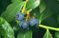 Blueberry fruit