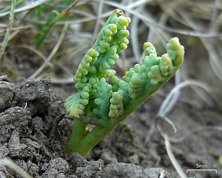 <i>Botrychium paradoxum</i> North American species of moonwort