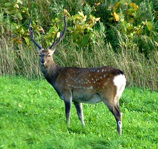 <span class="mw-page-title-main">Yezo sika deer</span>