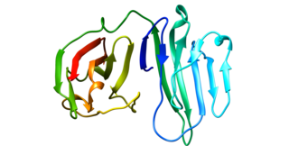 <span class="mw-page-title-main">CD226</span> Protein-coding gene in the species Homo sapiens