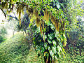 Pico Caratuva, na Serra do Mar, no Paraná; observe a condensação da umidade nas folhas.