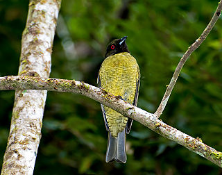 <span class="mw-page-title-main">Black-headed berryeater</span> Species of bird